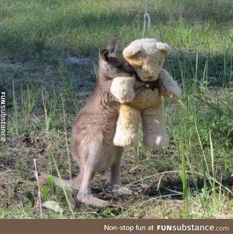 Just an orphan joey and his favourite teddy bear