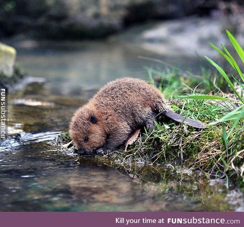 Baby beaver is thirsty