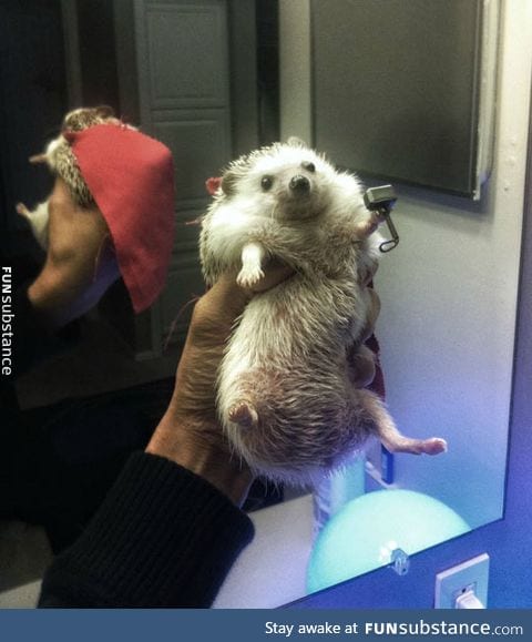 Thor, the tiny hog of thunder