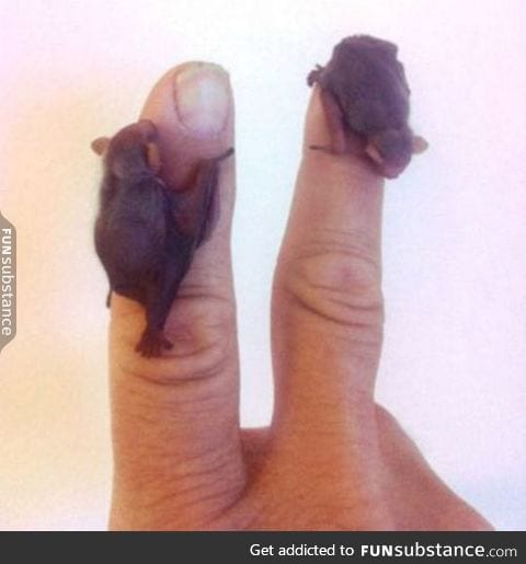 Baby bats so tiny they can cuddle your finger