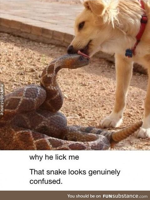 Snek and Doggo