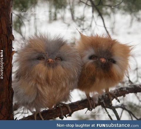 These fluffy baby owls