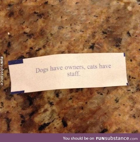 Fortune cookie tells the truth about dogs and cats