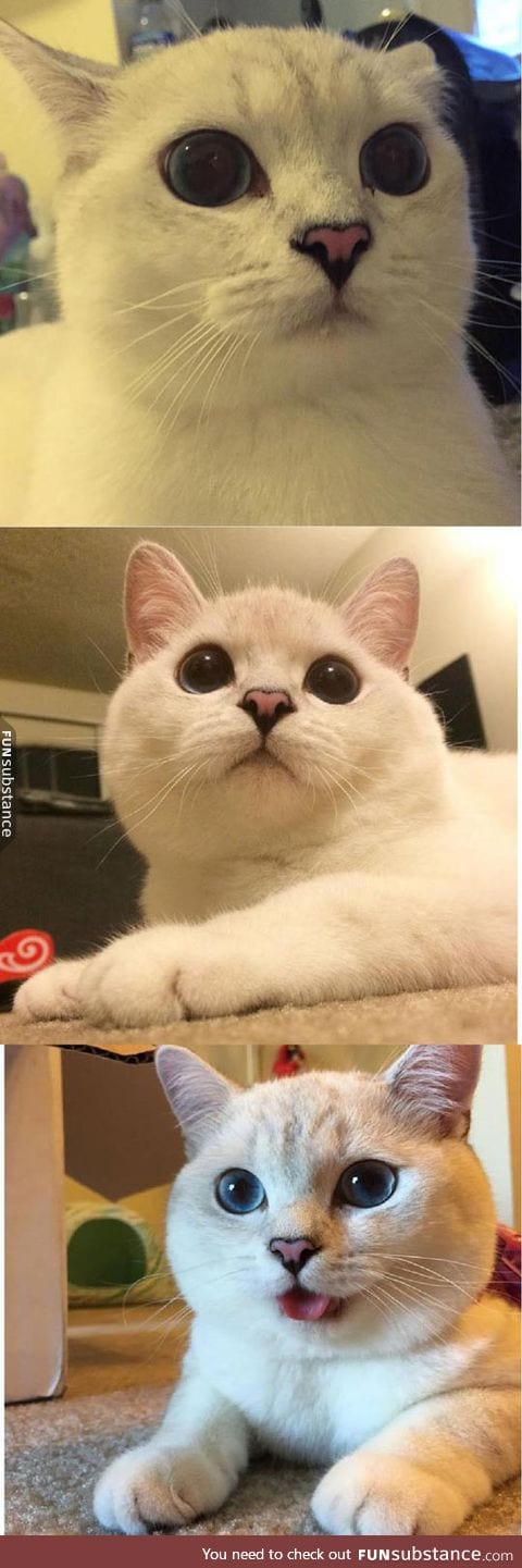 This is the cat version of doge