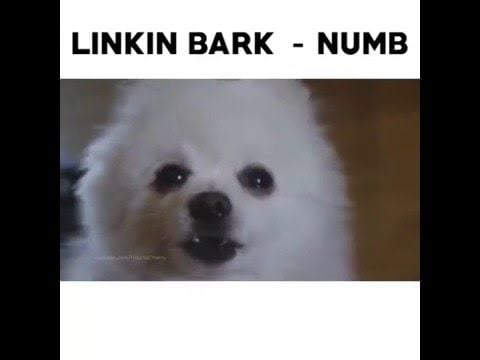 Dogs sing Linkin Park - Numb