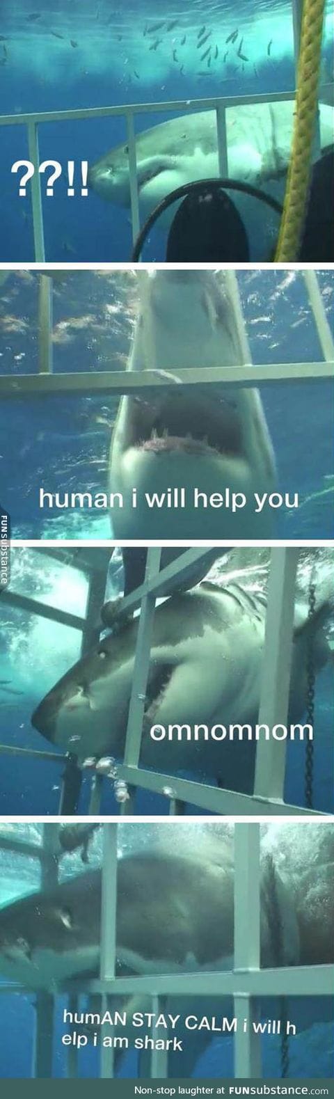 Sharks are not so bad after all