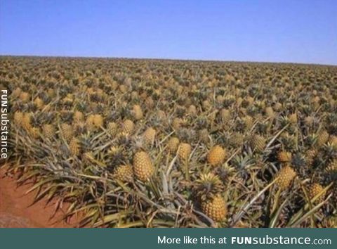 In case you were wondering how the pineapples grow