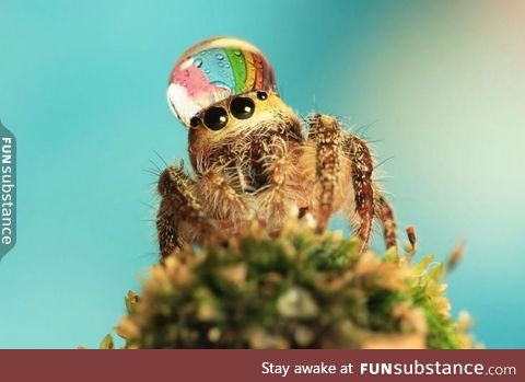 Spider wearing dewdrop as a fancy hat