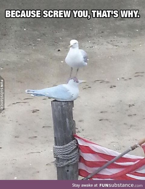 Seagull meets seagull