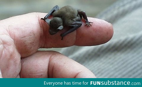 Bumblebee Bat, the smallest mammal in the planet