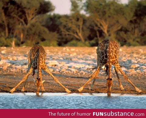 How giraffes drink water