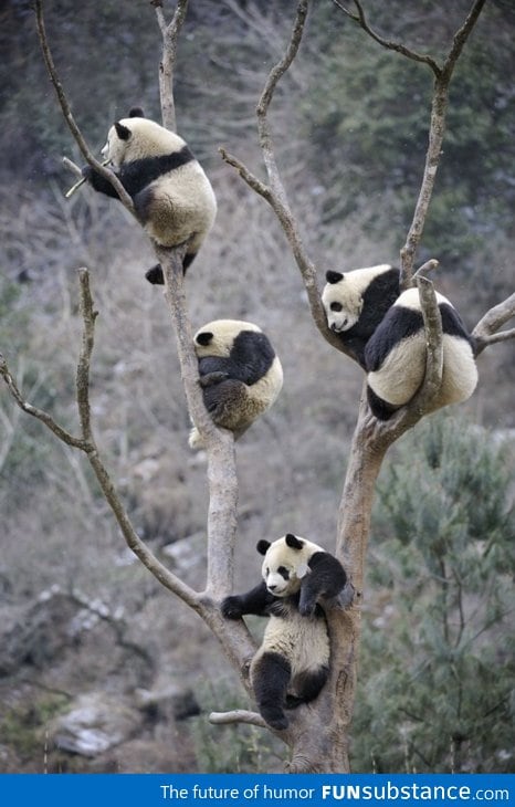 Just pandas chillin'