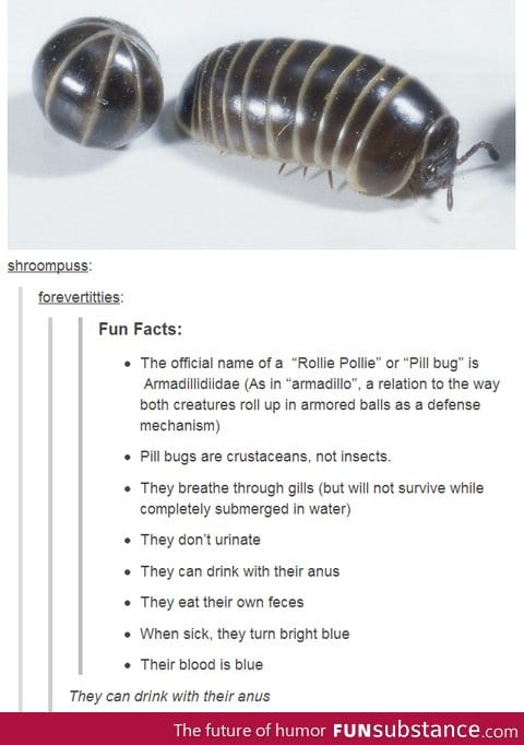 Rollie Pollies