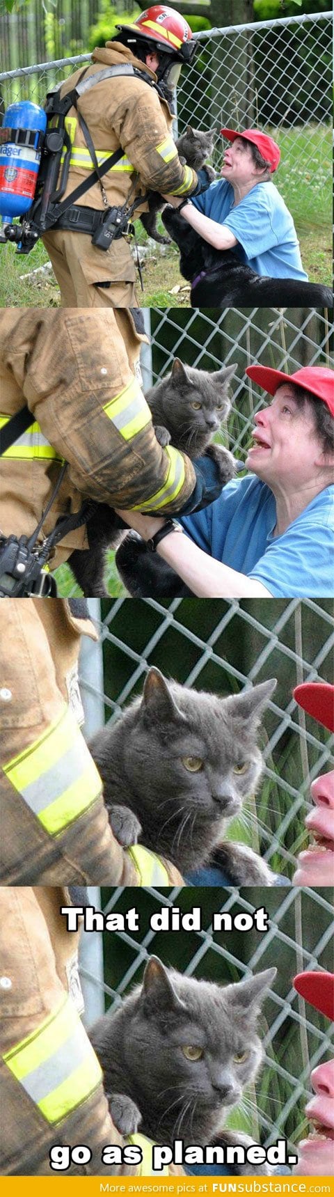 Evil cat is saved from the fire