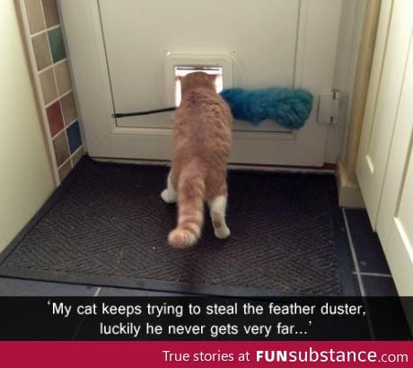 My cat is a thief but never gets far