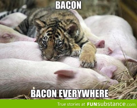 Bacon everywhere