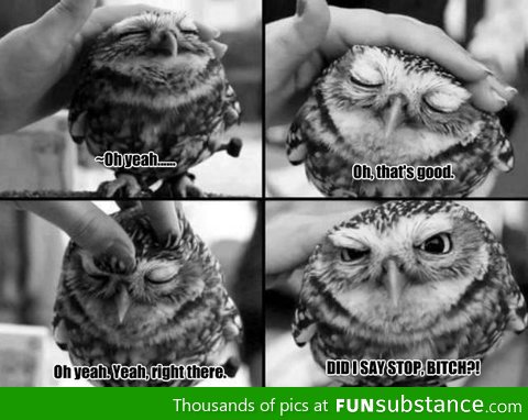 Owl enjoys this