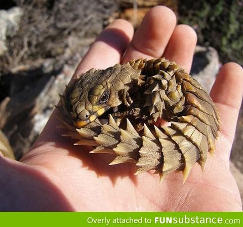 Armadillo Lizard also know as Baby Dragon