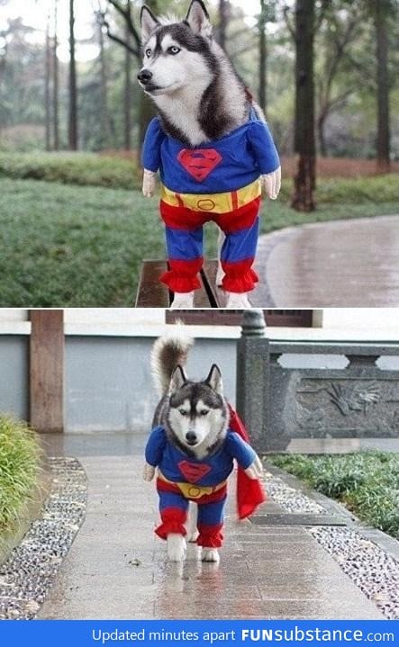 Superdog To The Rescue