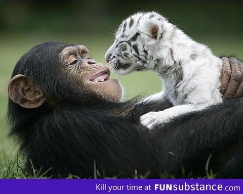 Beautiful picture of an ape holding a tiger