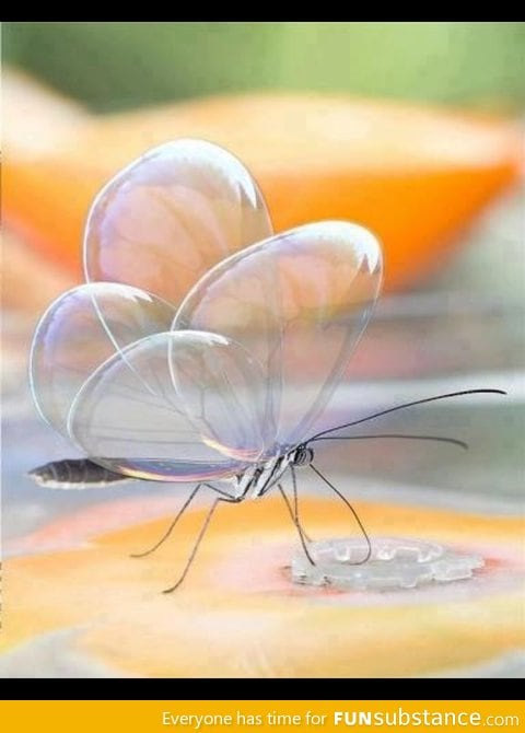 Beautiful b*tterfly bubble wings