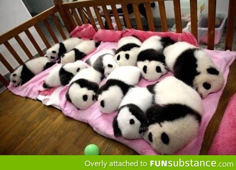 Baby Pandas