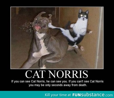 cat Norris