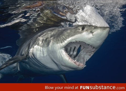 The gills of a great white