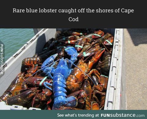 Rare blue lobster caught off the shores of Cape Cod