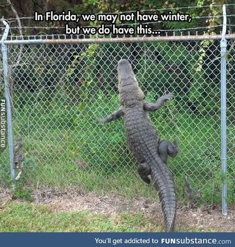 Florida is basically the australia of america