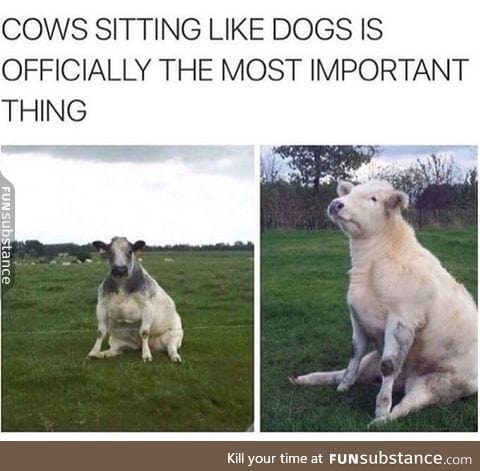 Cows are like dogs