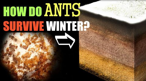 Why ants don't freeze during winter