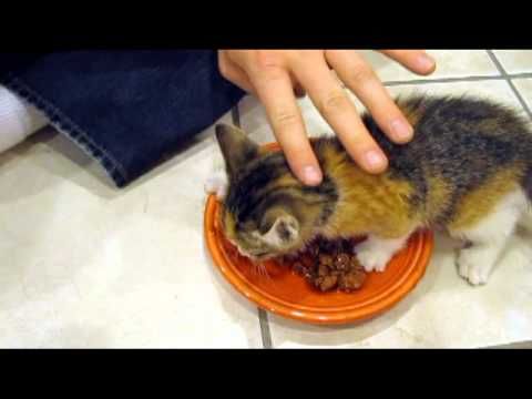 Kitten is very protective of her food