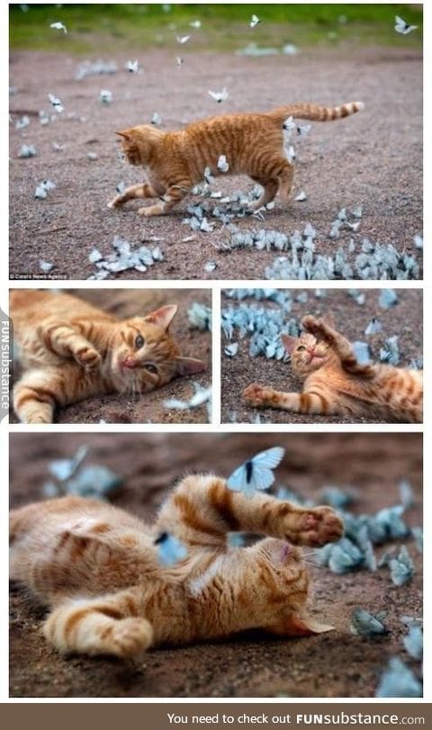 Kitty playing in field of butterflies