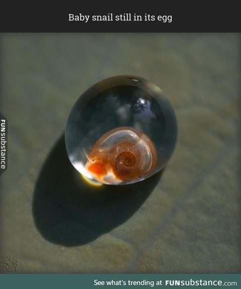 Baby snail still in its egg