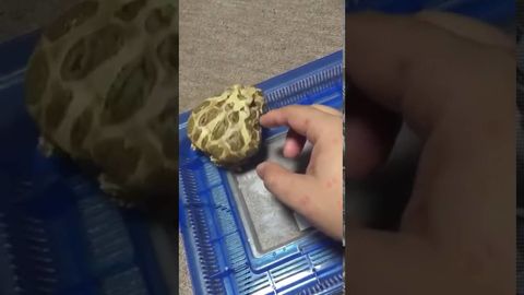 Adorable little frog gets easily annoyed