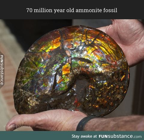 Amazing fossil