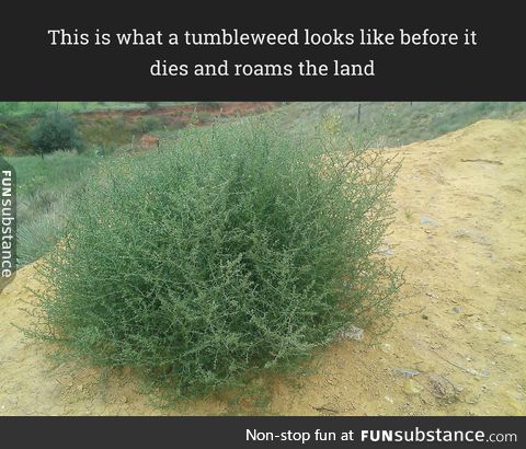 This is what a tumbleweed looks like before it dies