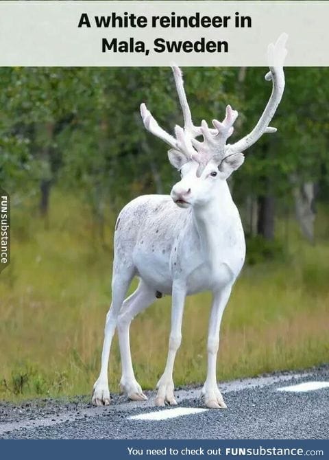 Ever seen a white reindeer?