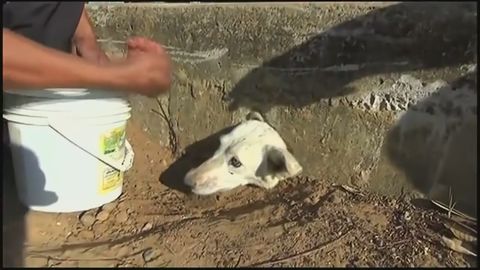 Dog has her head stuck through a hole, receives a helping hand