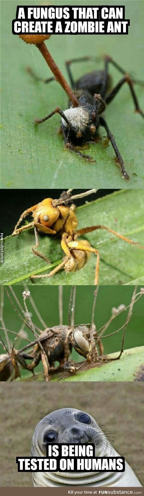 Ophiocordyceps unilateralis, being tested for medical values