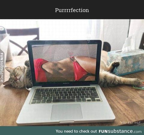 Purrrrfection