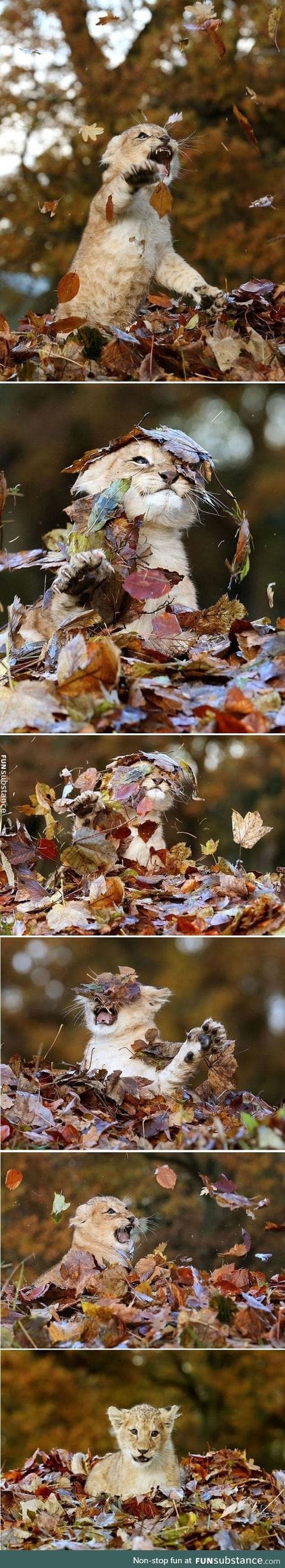 Tiny baby lion playing with leaves