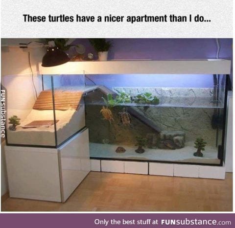 Turtle mansion