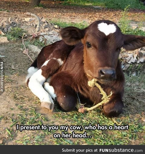 Love cow