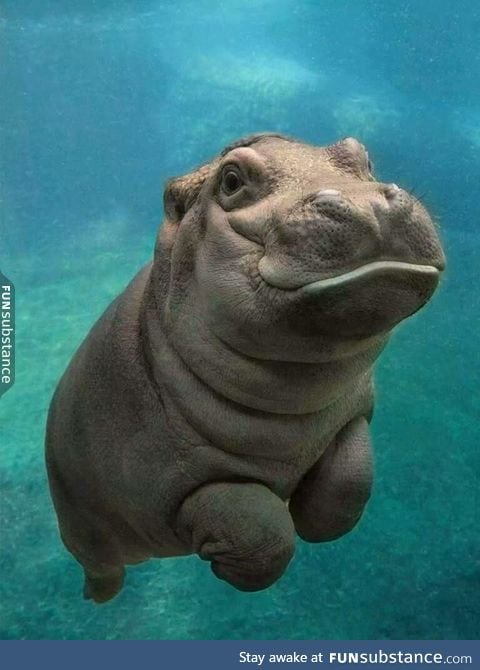 Baby hippo will murder your entire family. Run