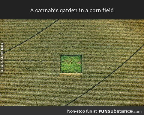 A cannabis garden in a corn field