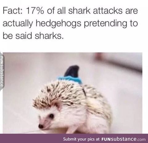 Why are hedgehogs so adorable