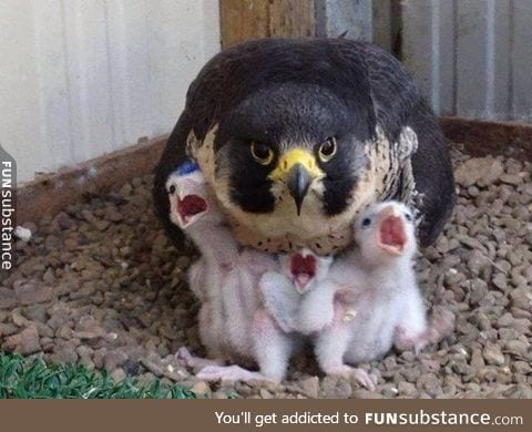 Birb mom and her screaming children