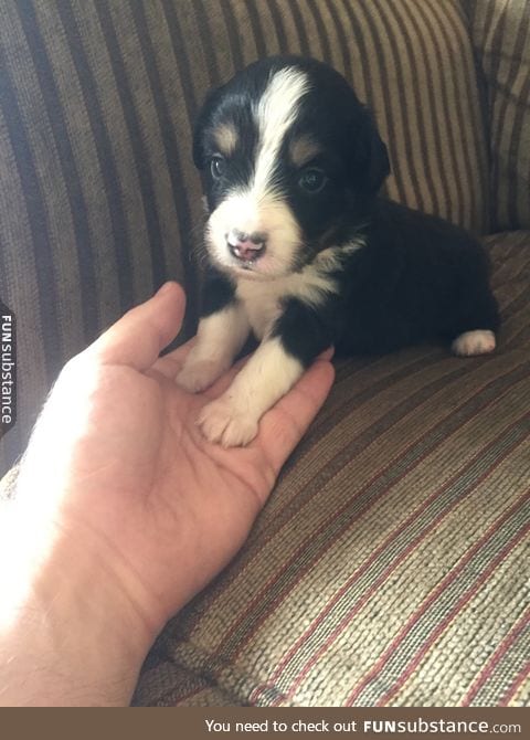 Smol pupper holds hand